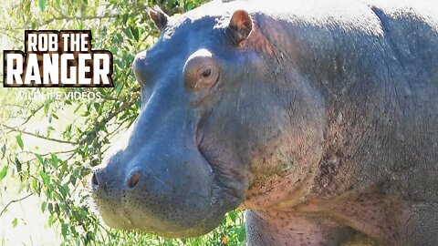 Hippo Out Of Water | Maasai Mara Safari | Zebra Plains