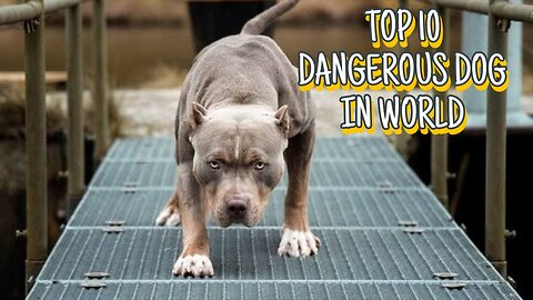 TOP 10 Most Dangerous Dogs In The World