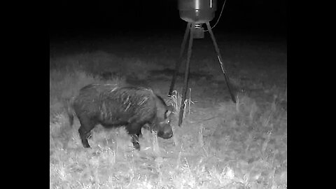 BIG huge boar with battle scars comes to eat his dinner for the first time 4/11/22
