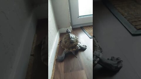 The great escape 🐢 Style #pets