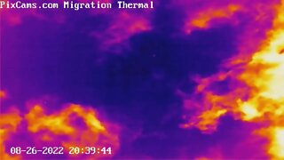 Night migrating birds caught on thermal camera - 8/26/2022 @ 20:40 - Odd flight path!