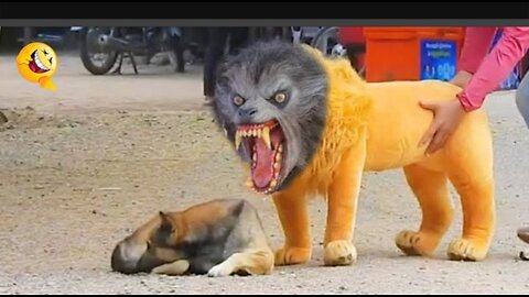 Troll Prank Dog Funny & fake Lion and Fake Tiger Prank To dog & Huge Box Prank to dog