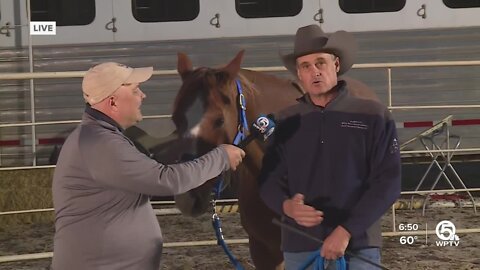 Horses of Hollywood Show at the South Florida Fair