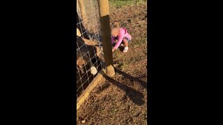 Dassie at West Maple farm with Goats