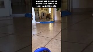 a maneira infalível de chamar seu cachorro