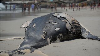 Dead humpback