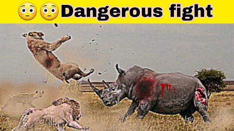 Wild animals dangerous fight😳|| scary moment