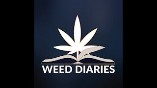 2020 Weed Diary - Zero Hour- Imbibition/Germination of Cannabis Seeds