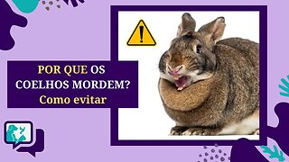 Por que os COELHOS MORDEM? Como EVITAR as MORDIDAS de um COELHO