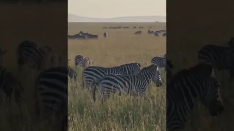 Wildlife Sightings Today 09/04/22 (Lions, Cheetah, etc) | Lalashe Maasai Mara | #shorts