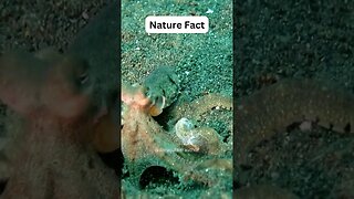 Incredible Life Of A Mother Octopus: Fact Of The Sea Uncovered #shorts