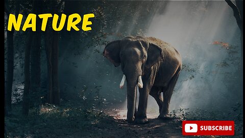 4k Full HD video #elephant #trending