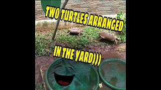 TWO TURTLES ARRANGED IN THE YARD