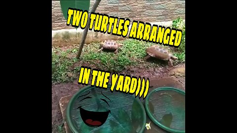 TWO TURTLES ARRANGED IN THE YARD