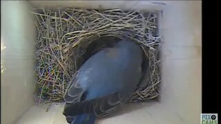 Bluebirds first egg 4/14/20 9:02, male brings food 9:04