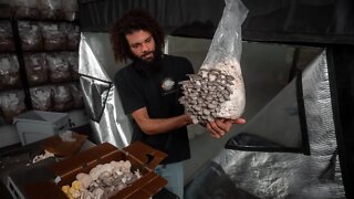 Quick Mixed Box Mushroom Harvest | Southwest Mushrooms