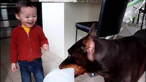 Doberman and toddler run in circles during playtime