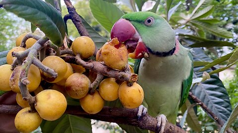 Alexandrine parrot Eating his favourite fruit on Tree