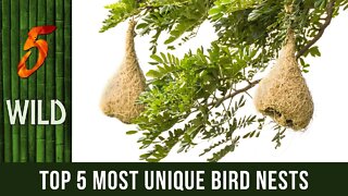 Top 5 Insanely Strange And Beautiful Bird Nests | 5 WILD