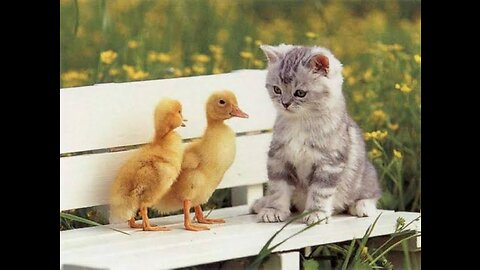 Cute cat saves the ducklings