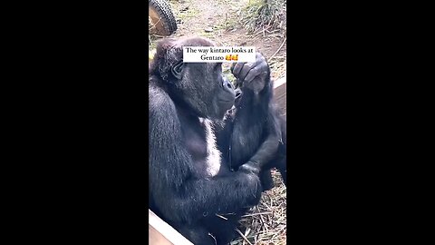 Gorilla Mom and baby playing in a cute way