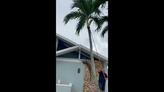 The joy of trimming Christmas Palms in the heat