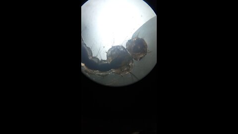 A wriggler in microscope 🔬😳✨