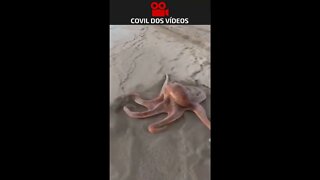 POLVO ANDANDO NA PRAIA