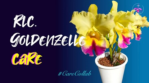 Rhyncholaeliocattleya Goldenzelle CARE | A CHAMELEON in case you are not sure 😉 #CareCollab