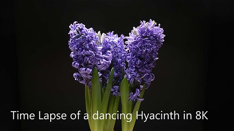 Time Lapse of a dancing Hyacinth in 8K