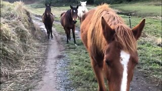 The horses were following me while I was filming the wombat! Discuss winter weight loss.