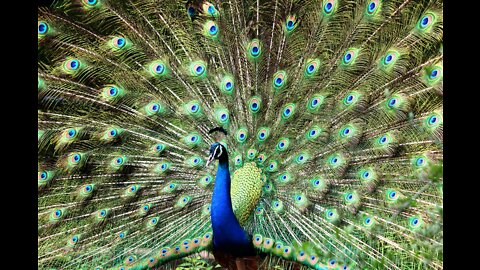 Beautiful Golden Peacocks and Wading Birds