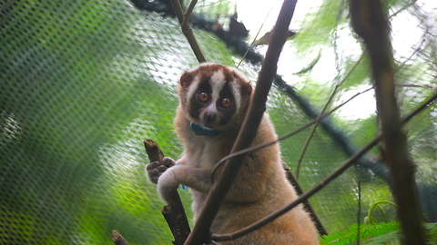 Record Number Of Slow Lorises Returned To Wild: WILDEST ANIMAL RESCUES