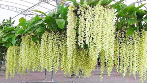 Orchid Flower Cultivation with Coir - Amazing Orchid Technique and Harvesting...