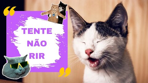 TENTE NÃO RIR (Impossível não rir) Os vídeos mais engraçados #memes #meme #memesdaily