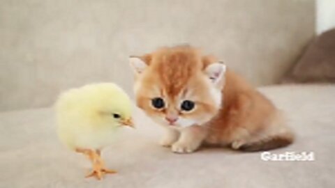 kitten_walks_with_a_tiny_chicken