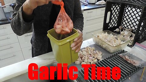 It's Not Too Late! Planting Garlic