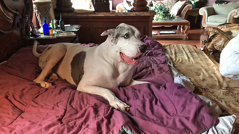 Max the Great Dane complains and refuses to get out of bed