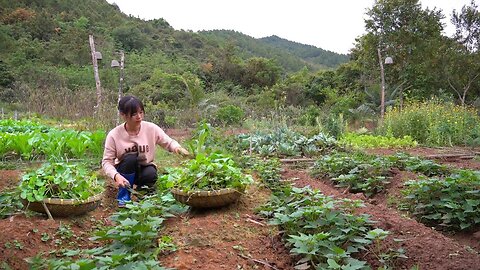 planting potatoes, melons, harvesting fruit