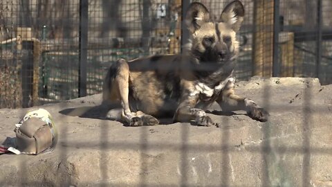 Zoo Boise conservation fund helps Gorongosa National Park in Africa