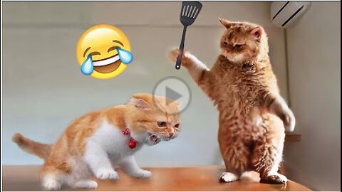 Funniest Animals 😄 New Funny Cats and Dogs Videos 😹🐶