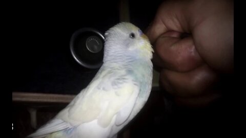 See the beauty of the budgie parrot
