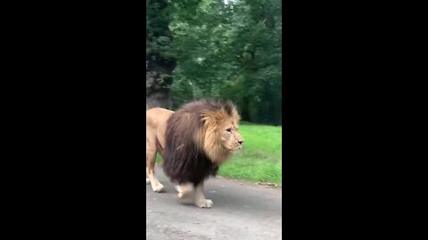 Lion walk around the cars
