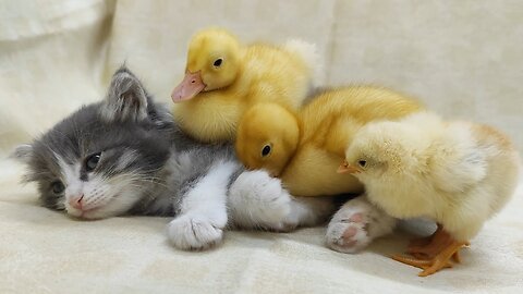 Cute kitten resting with 3 friends😍🥰