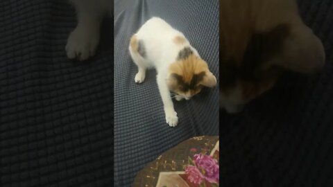 Funny Cat Trying to Catch her Tail