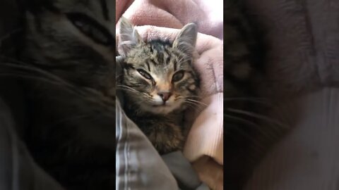 More kitten cuteness. Darling feral kitten saved from car engine