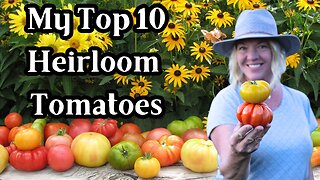 Top 10 Heirloom Tomato Varieties I Plant for my Hot Climate