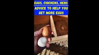 Back yard Chickens | Eggs | Get more EGGS from your backyard chickens