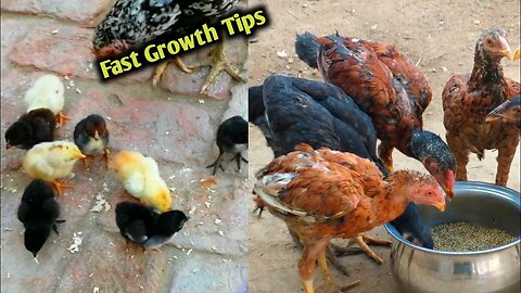 Fast grow tips for chickens baby