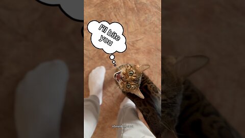 Bengal cat attacks a person for food